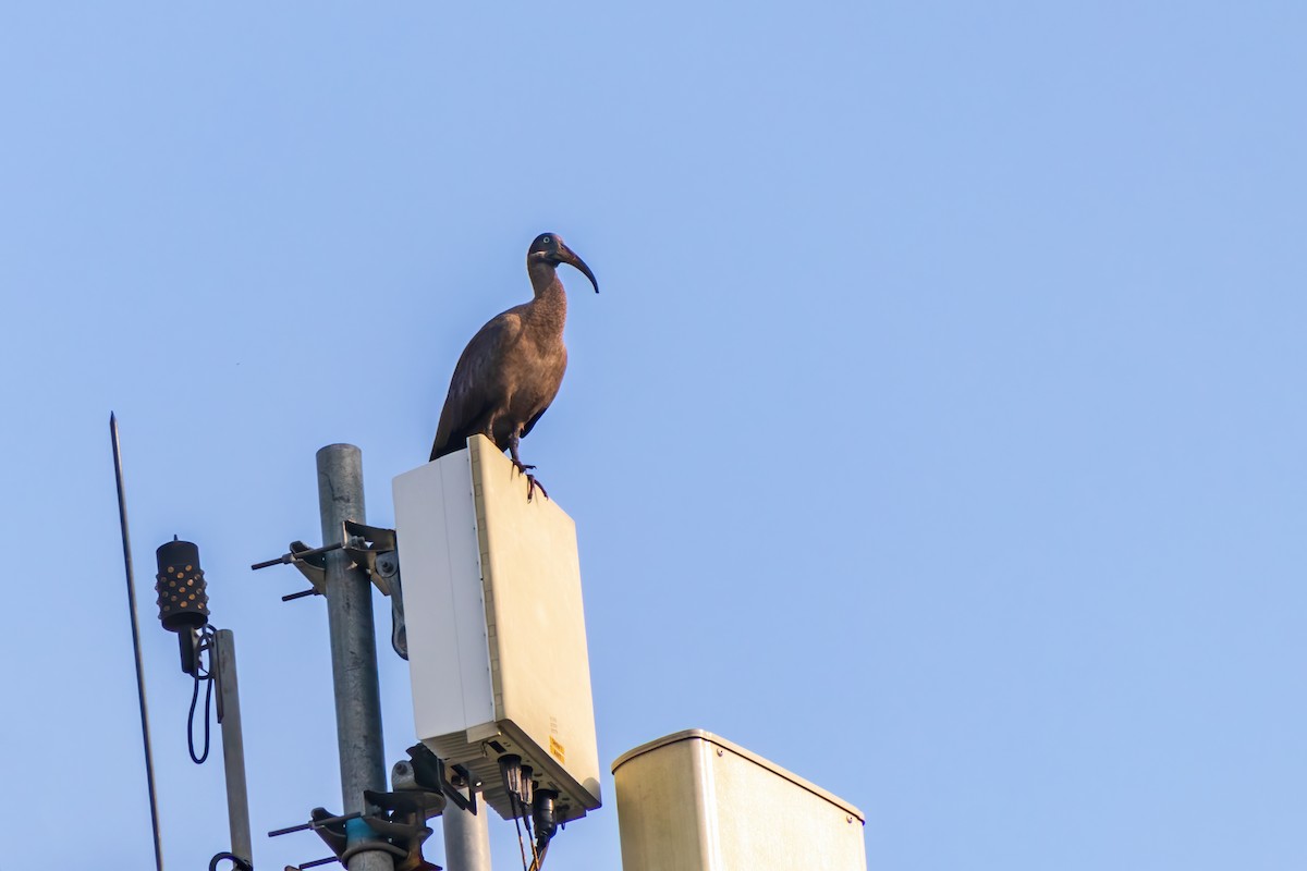 Hadada Ibis - ML632784182