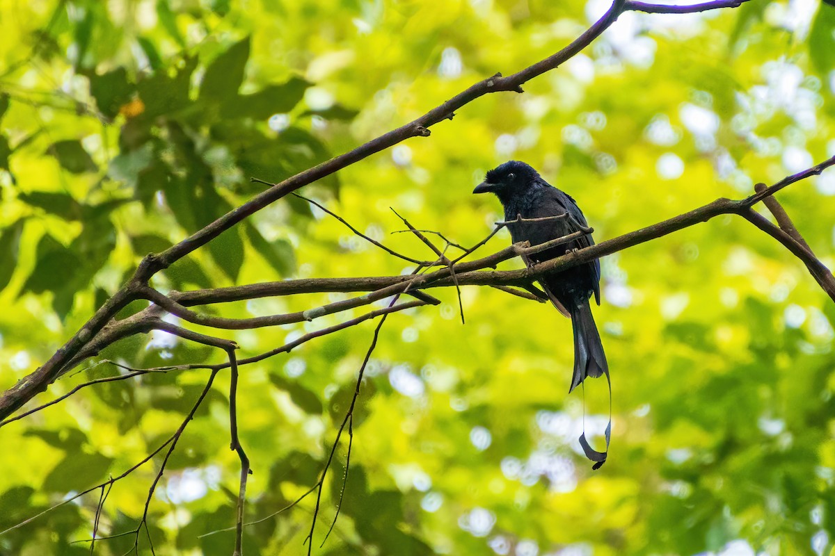Greater Racket-tailed Drongo - ML632784188