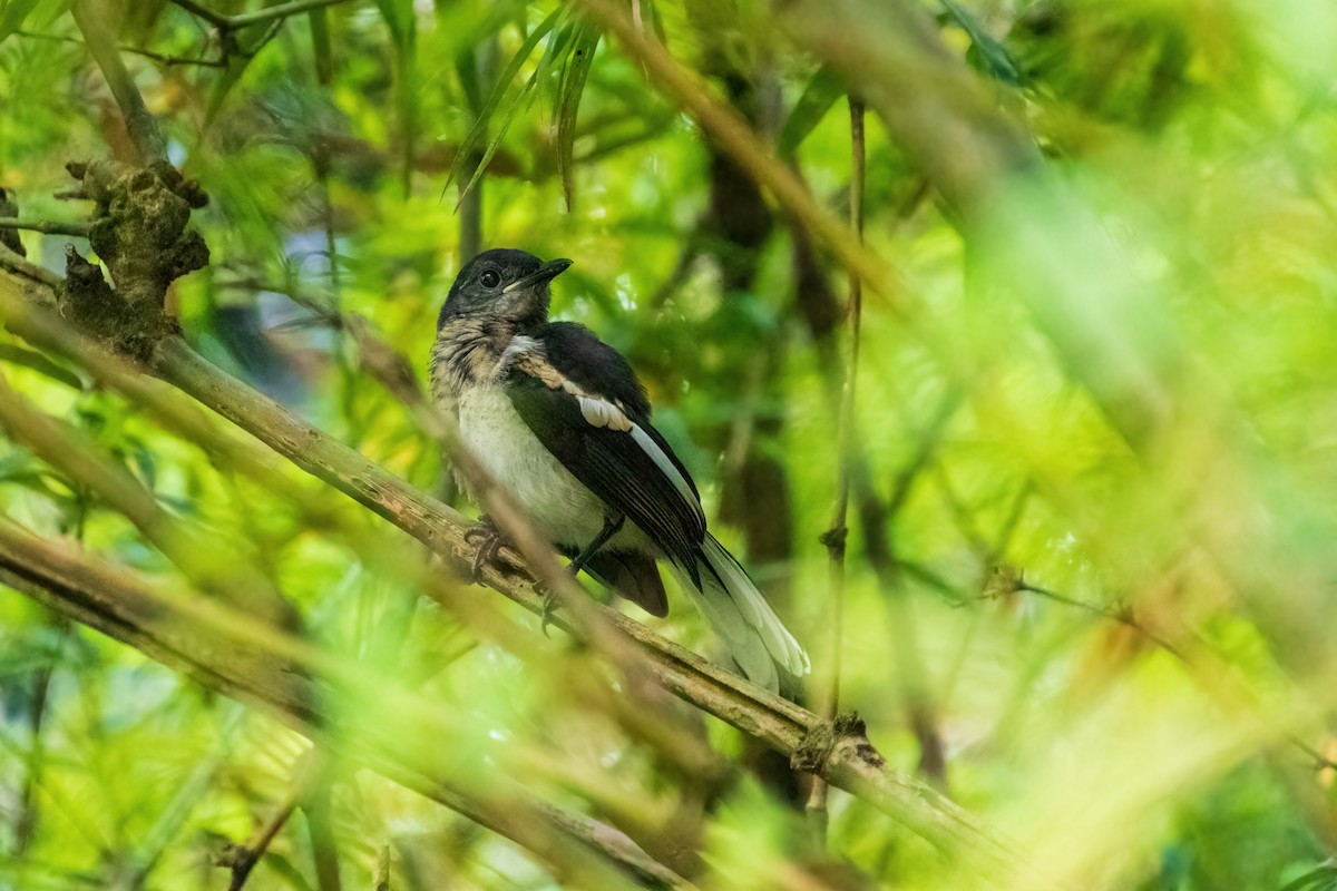 Oriental Magpie-Robin - ML632784191