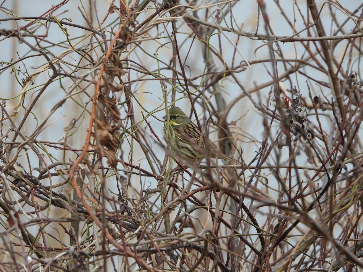 Masked Bunting - ML632784508