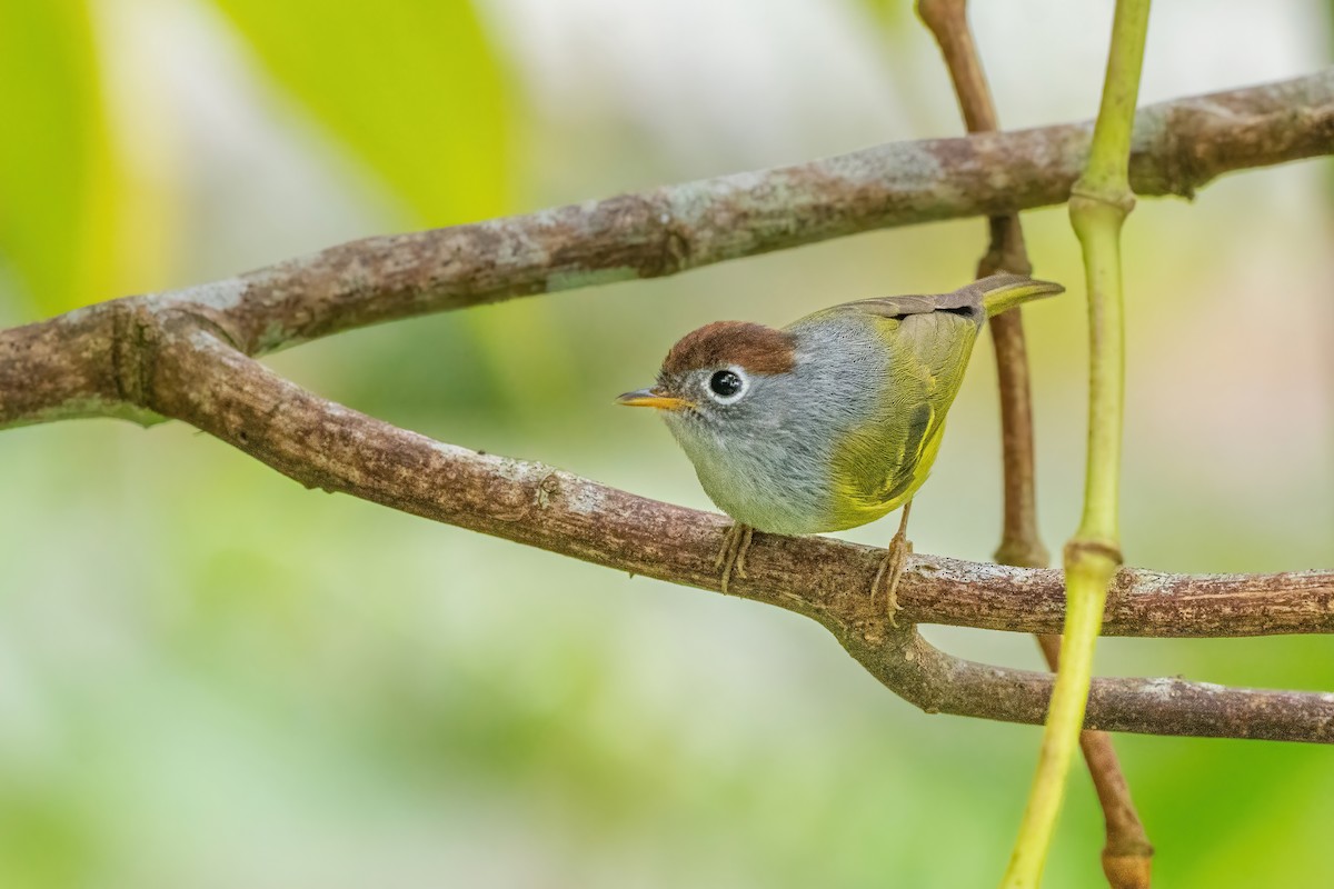 Chestnut-crowned Warbler - ML632784776