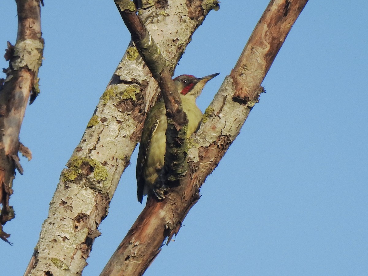 Iberian Green Woodpecker - ML632784855