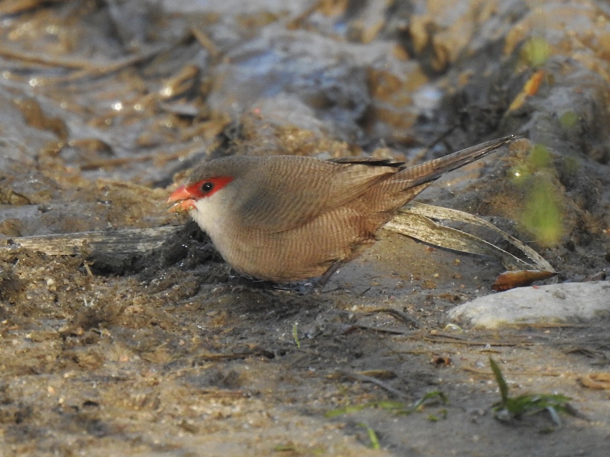 Common Waxbill - ML632784857