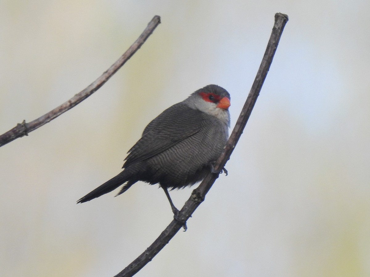 Common Waxbill - ML632784859
