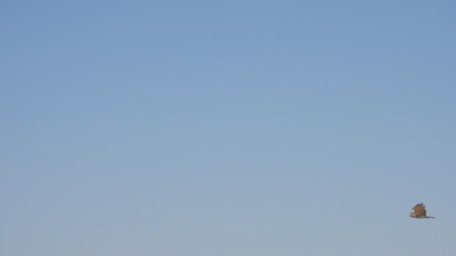 חיוויאי הנחשים - ML632784886