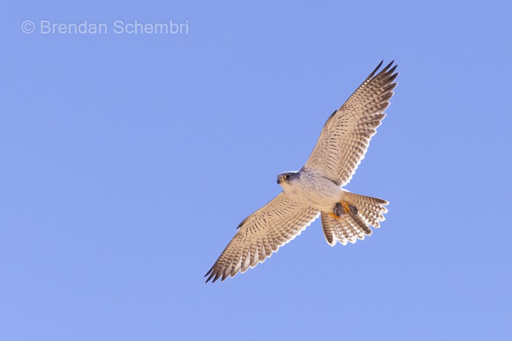 Gray Falcon - ML632785208