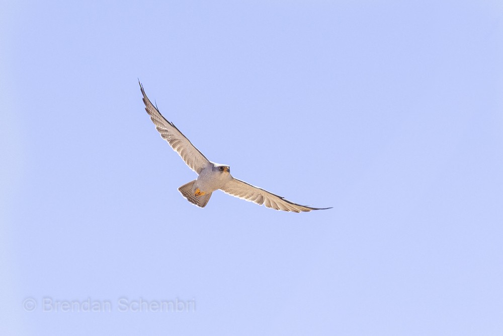 Gray Falcon - ML632785209