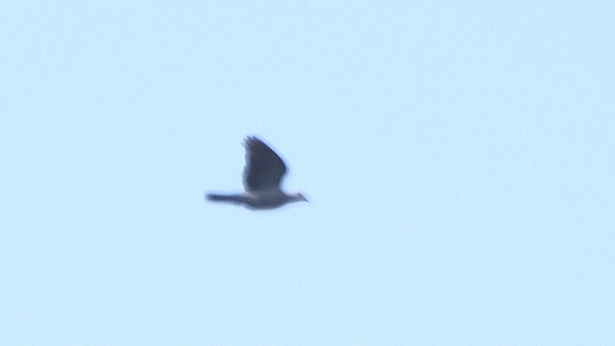 Andaman Wood-Pigeon - ML632785464