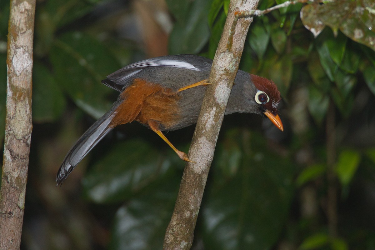 Chestnut-capped Laughingthrush - ML632785486