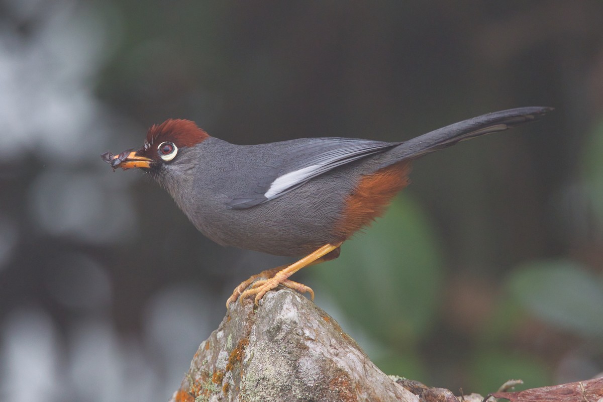 Chestnut-capped Laughingthrush - ML632785487