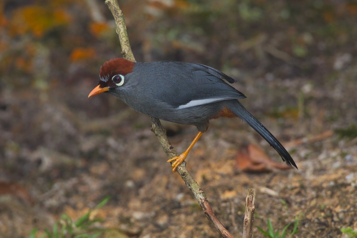 Chestnut-capped Laughingthrush - ML632785488