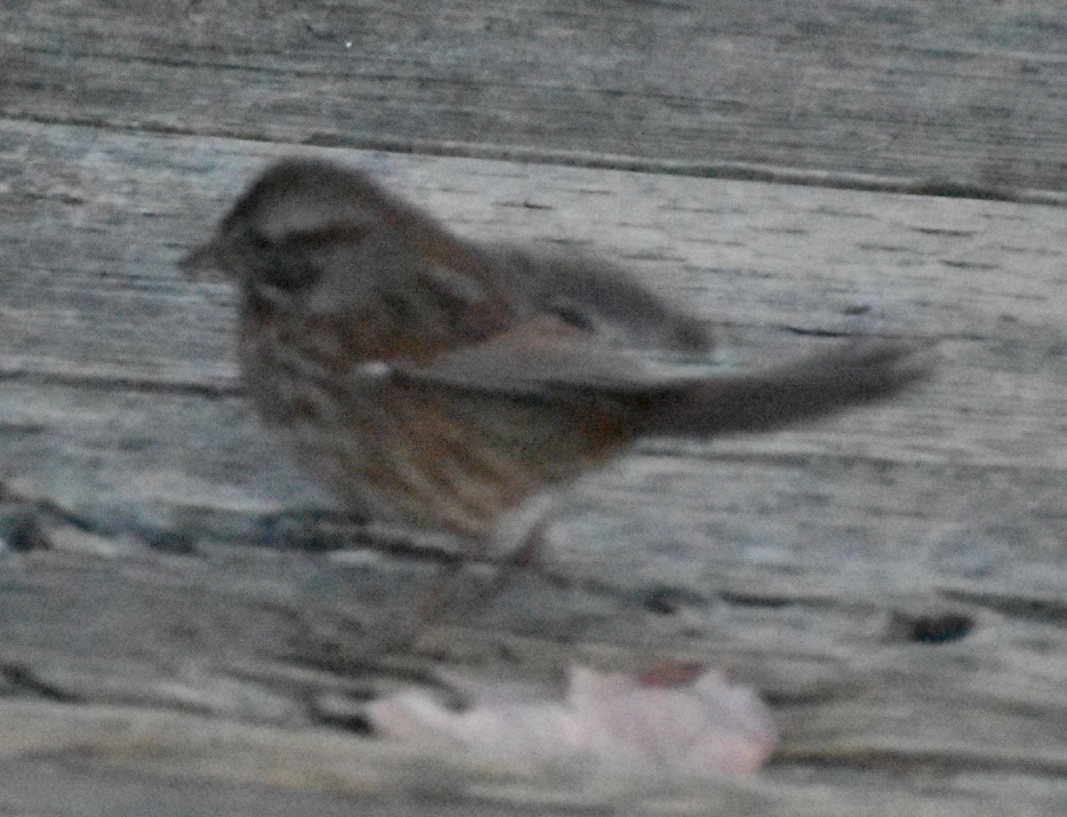 Song Sparrow - ML632785490