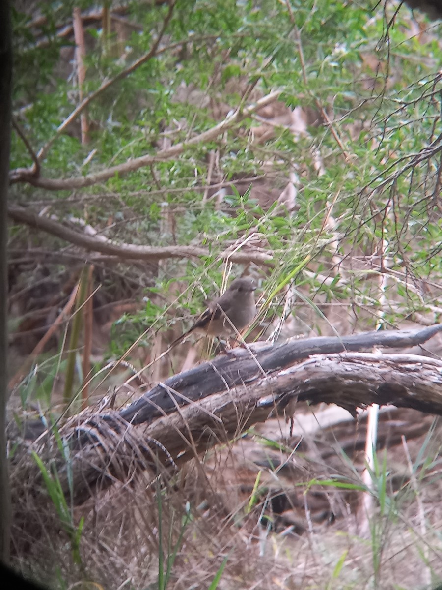 Pink Robin - ML632785528