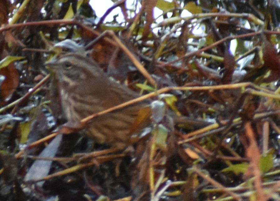 Song Sparrow - ML632785548