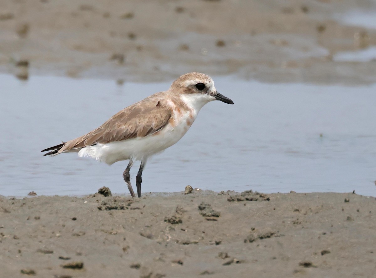 Siberian/Tibetan Sand-Plover - ML632785561