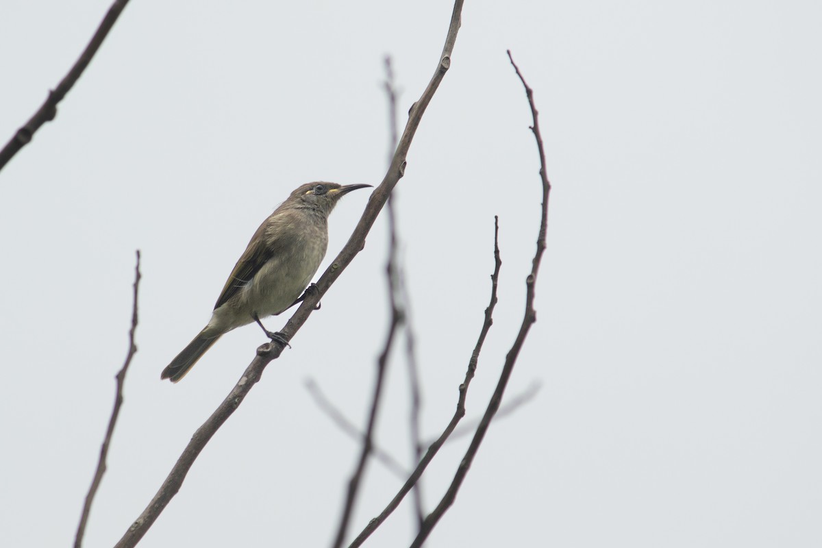 Brown Honeyeater - ML632785677