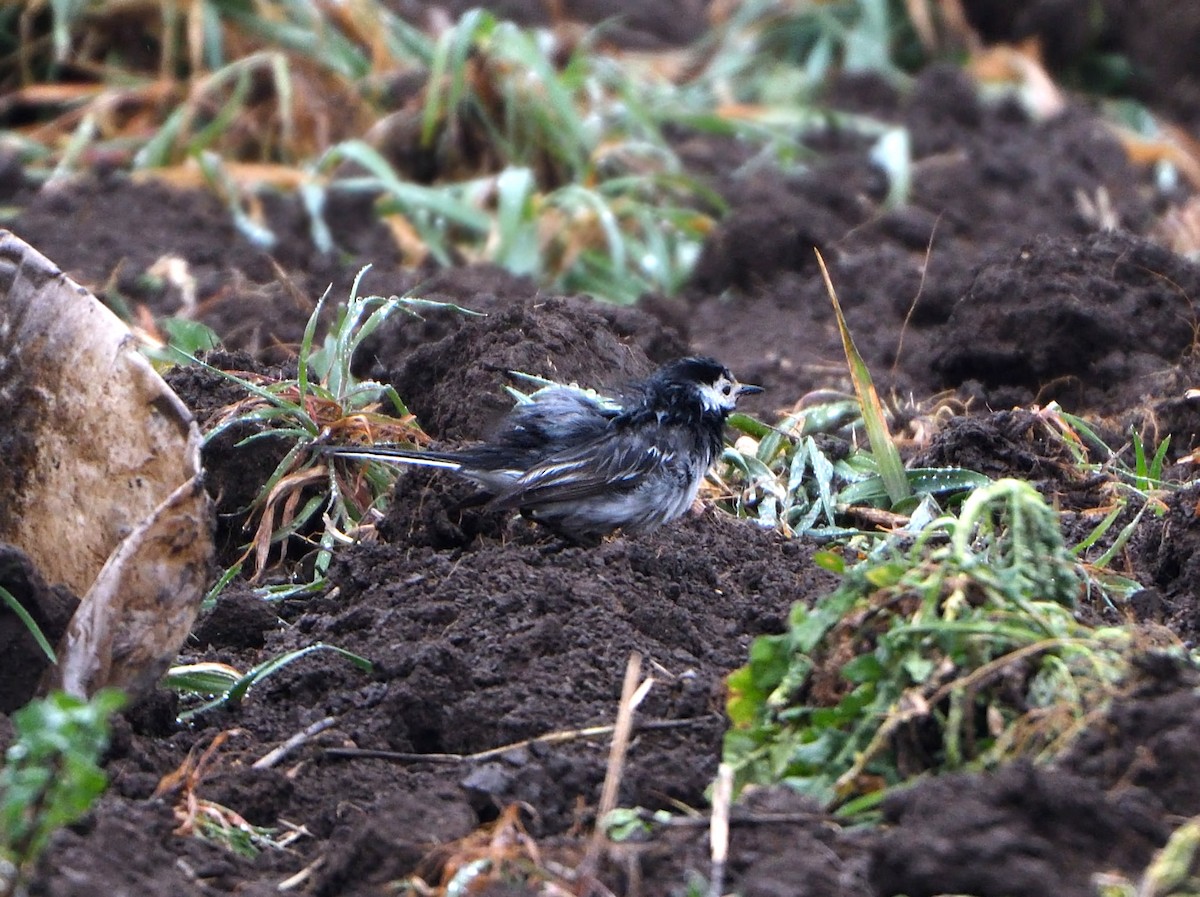White Wagtail (British) - ML632785686