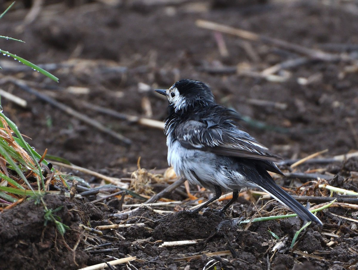 White Wagtail (British) - ML632785687