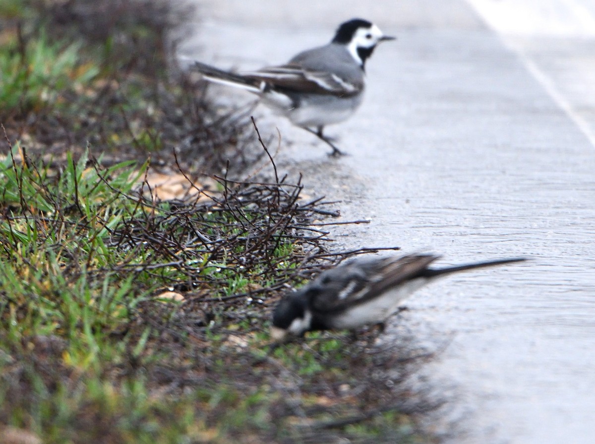 White Wagtail (British) - ML632785689