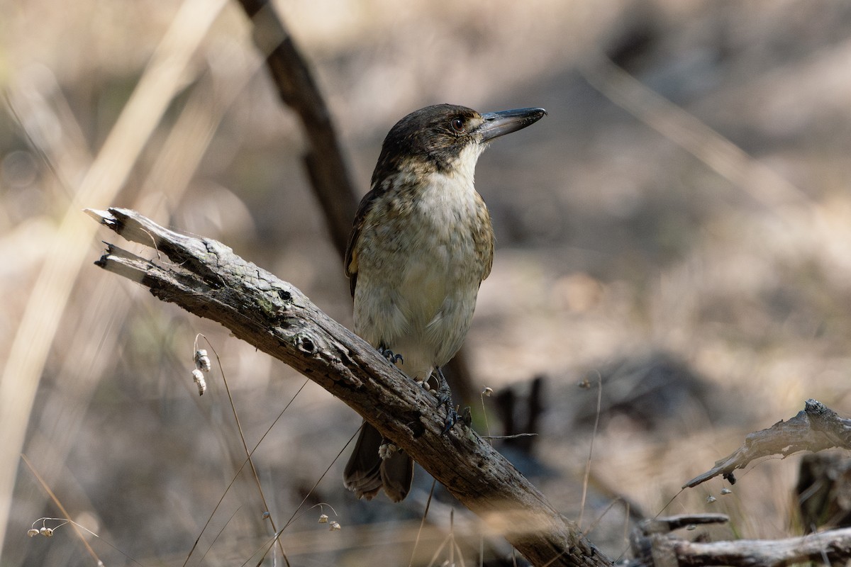 Gray Butcherbird - ML632785795