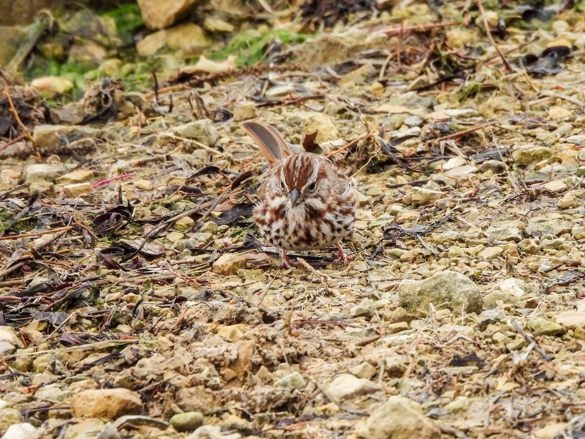 Song Sparrow - ML632786140