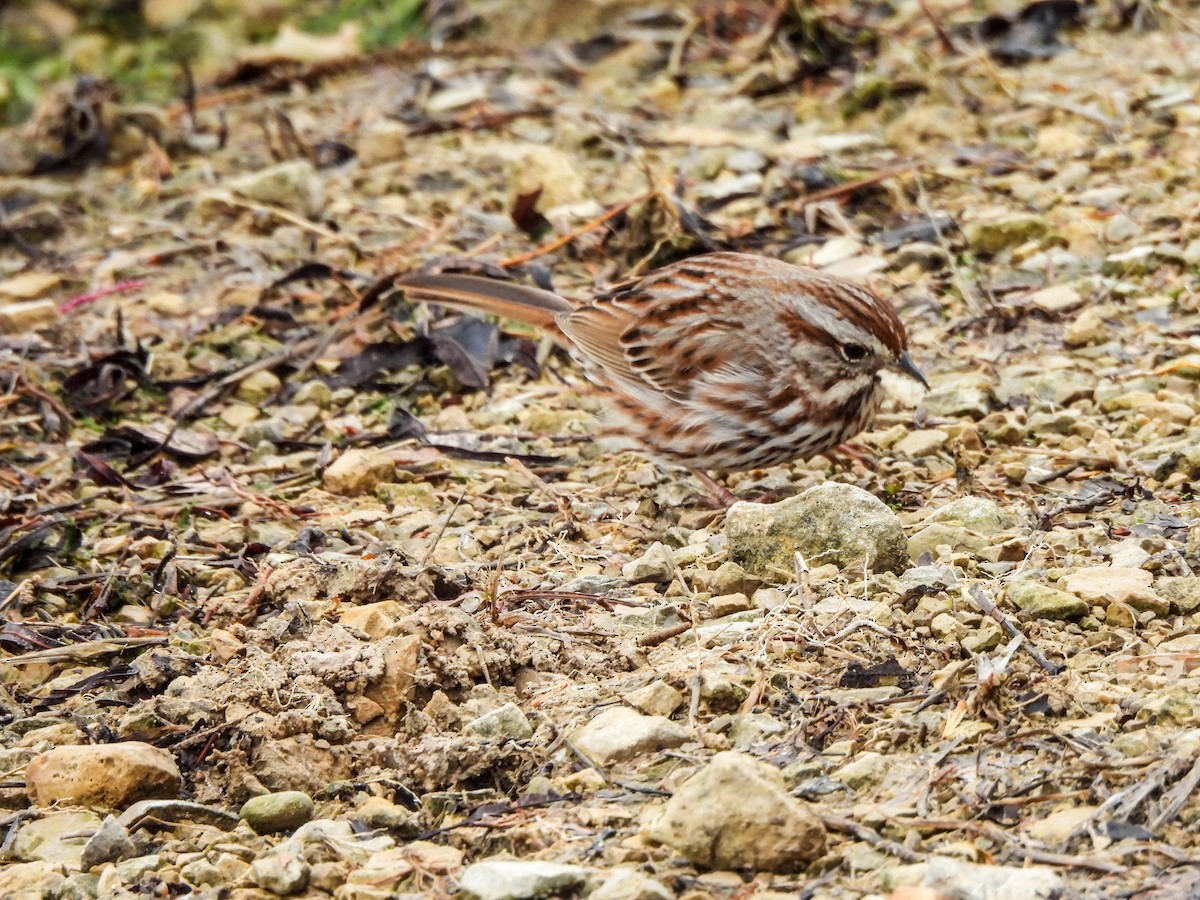 Song Sparrow - ML632786141