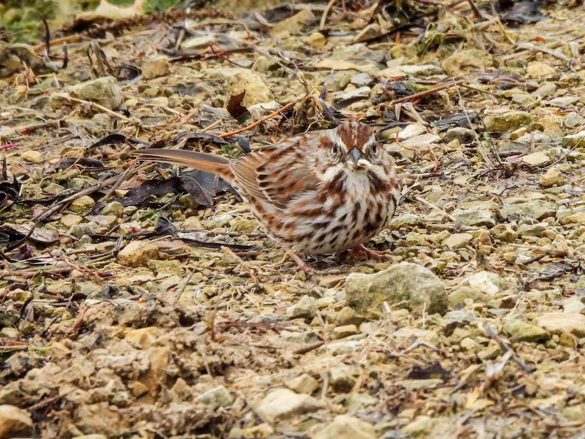 Song Sparrow - ML632786142