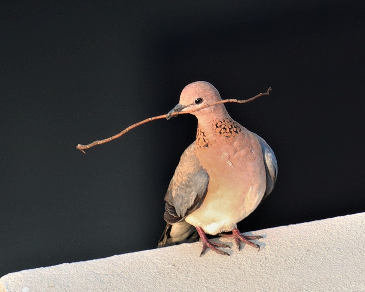 Tórtola Senegalesa - ML632786166
