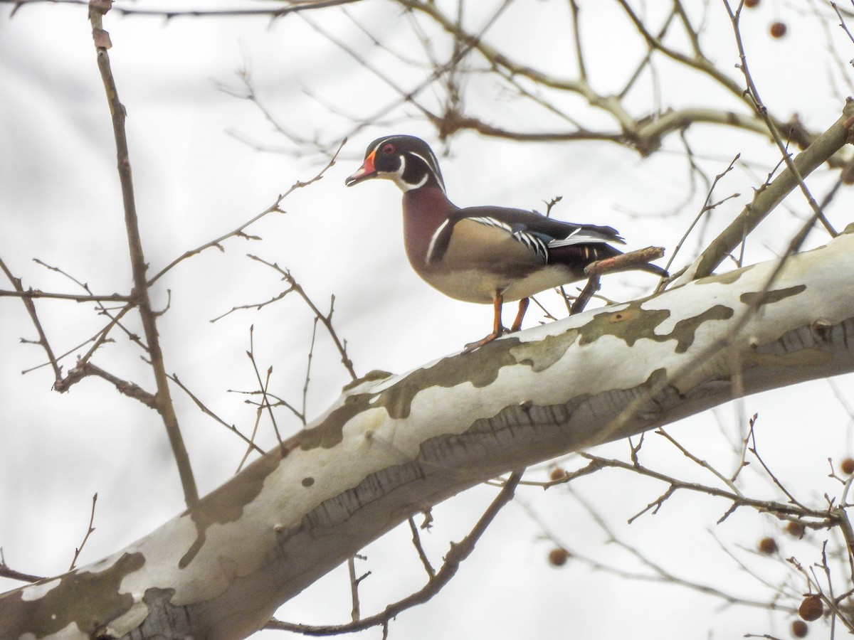 Pato Joyuyo - ML632786168