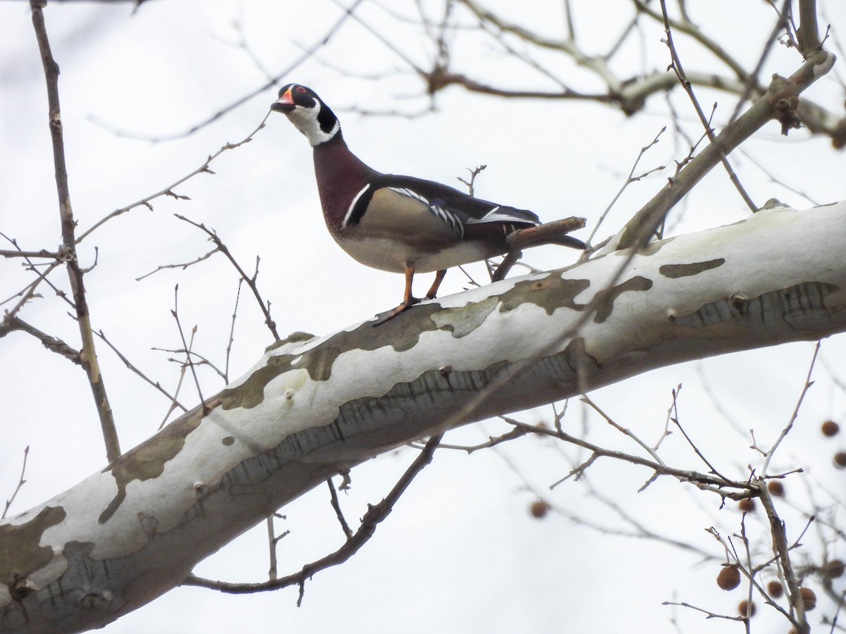Pato Joyuyo - ML632786171