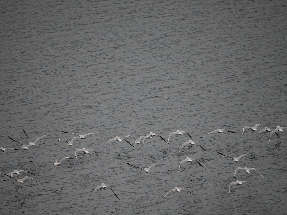 Gaviota Plateada - ML632786184