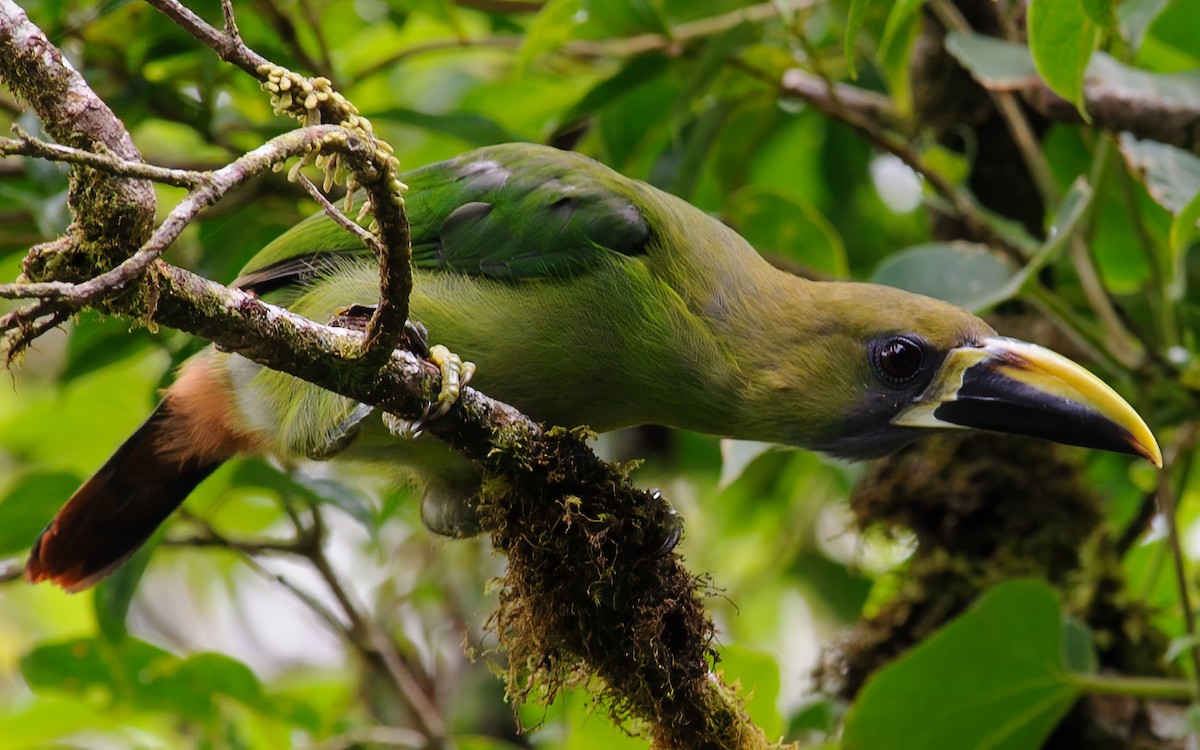 Northern Emerald-Toucanet - ML632786348