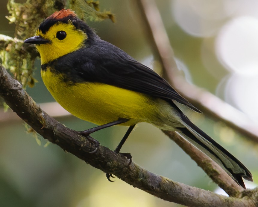 Collared Redstart - ML632786350