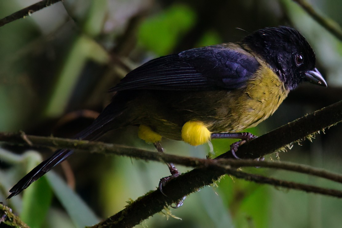 Yellow-green Brushfinch - ML632786354