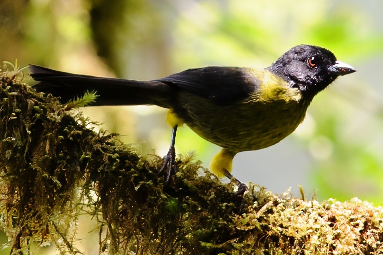 Yellow-green Brushfinch - ML632786366