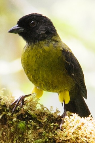 Yellow-green Brushfinch - ML632786367