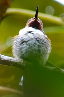 Glow-throated Hummingbird - ML632786386