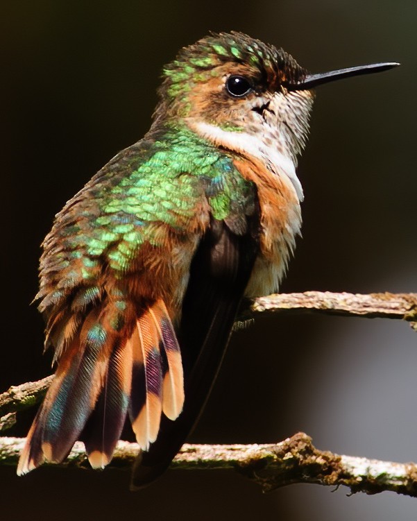 Scintillant Hummingbird - ML632786414