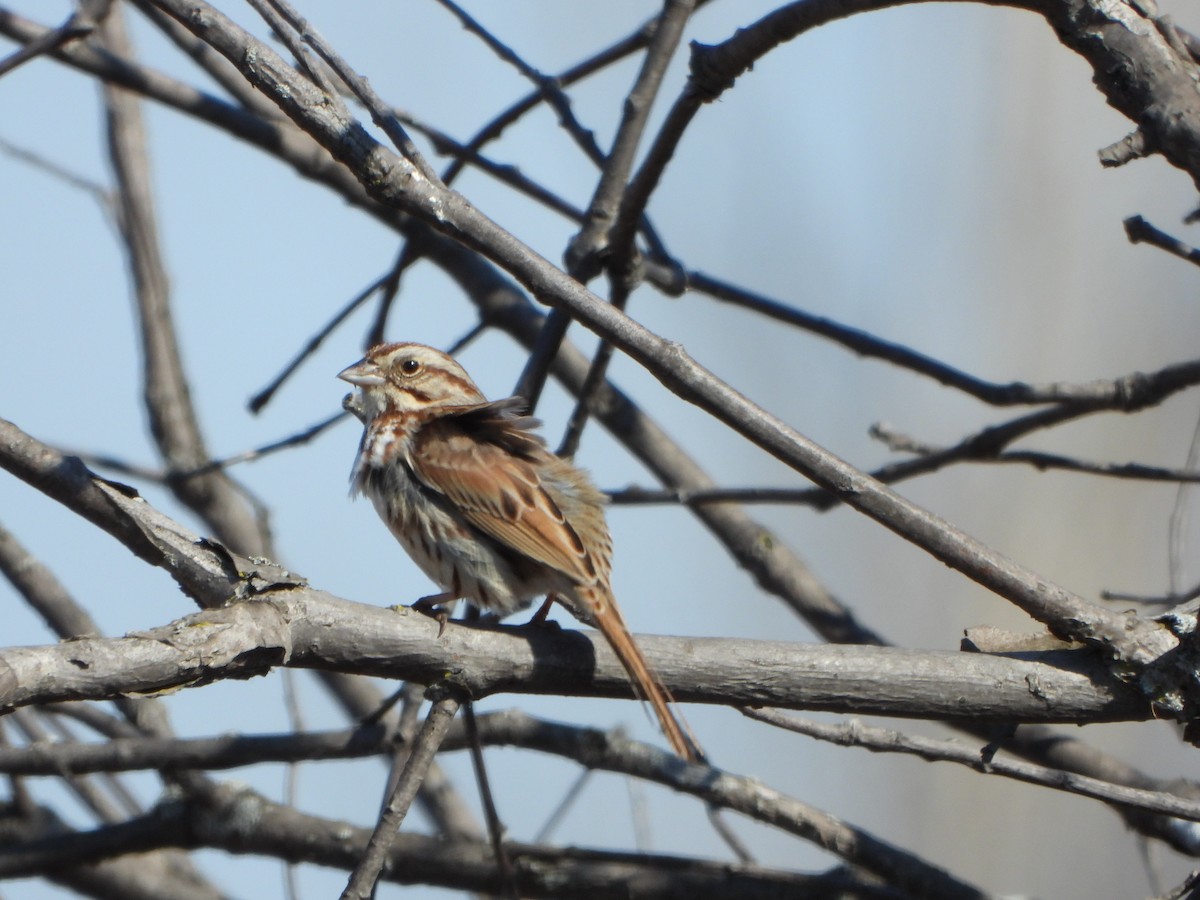 Song Sparrow - ML632786459