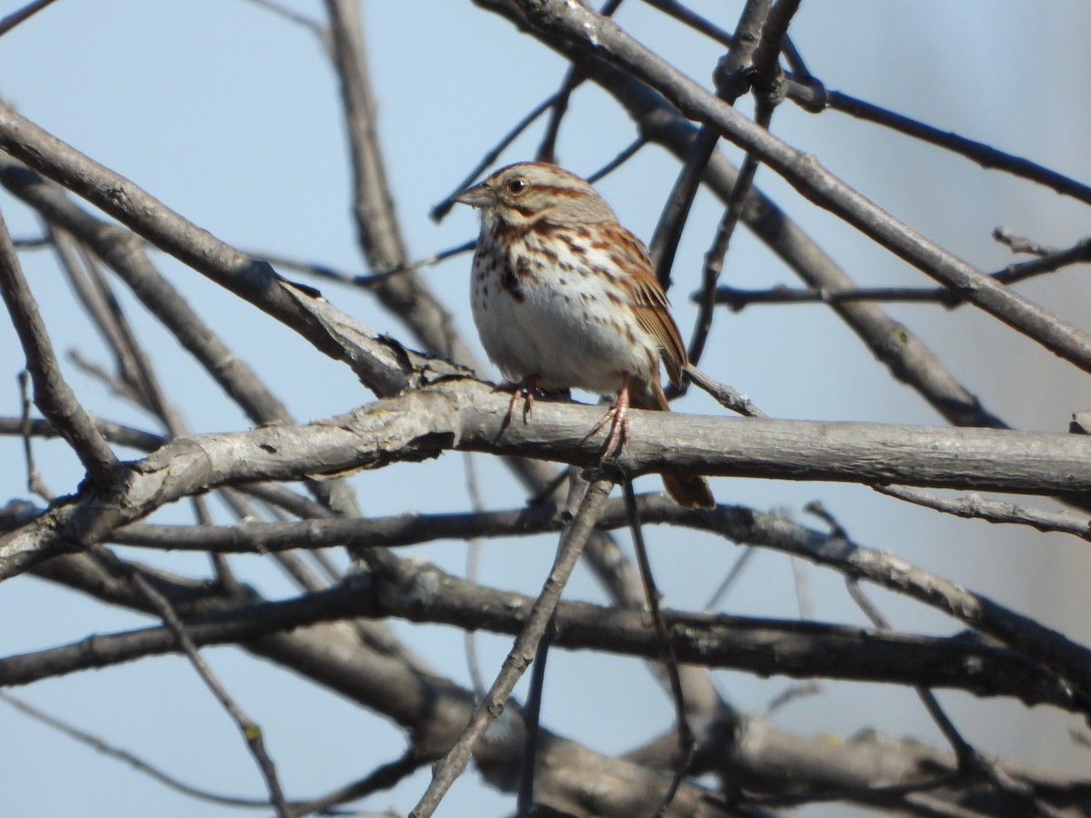 Song Sparrow - ML632786465