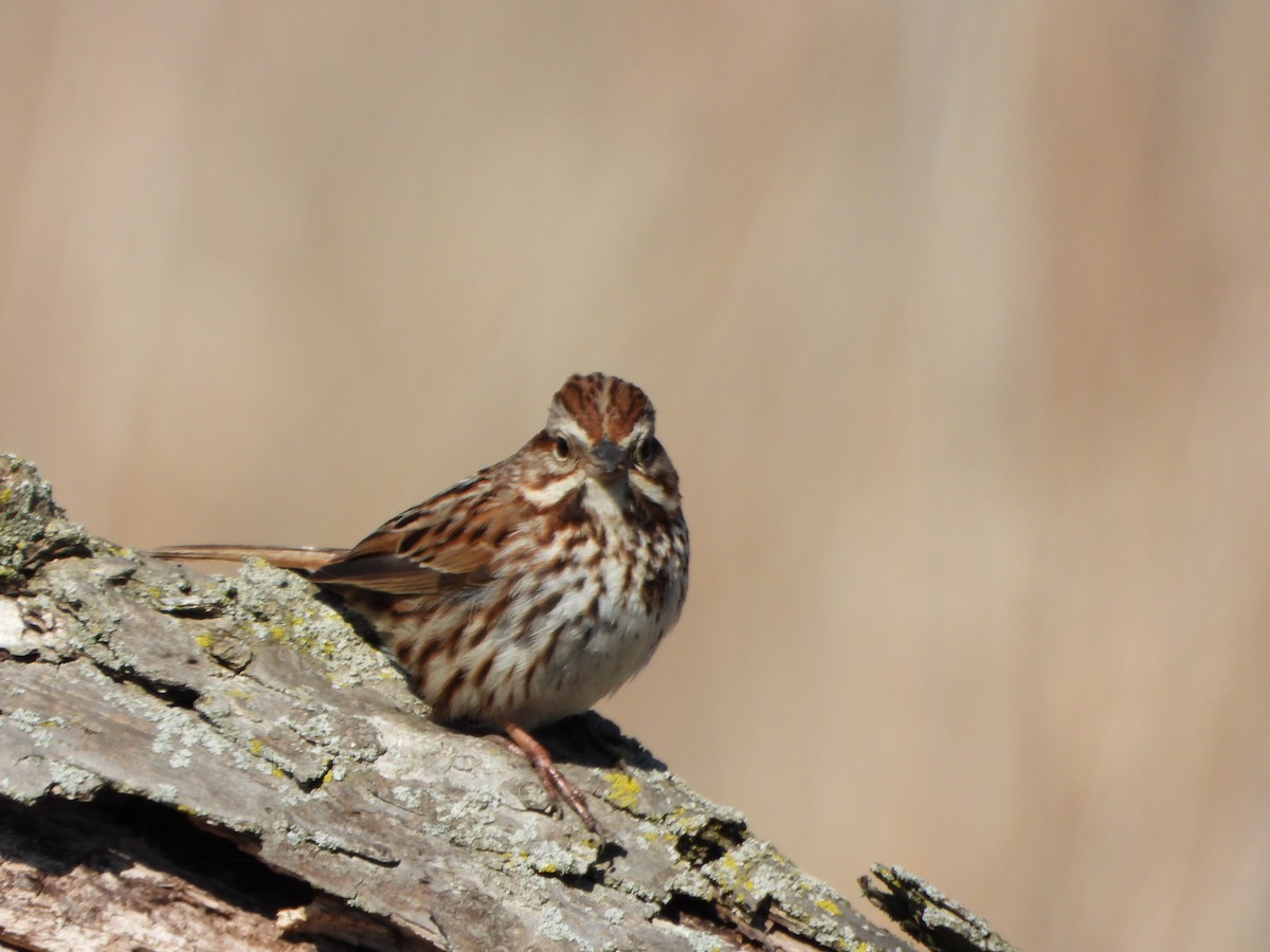 Song Sparrow - ML632786476