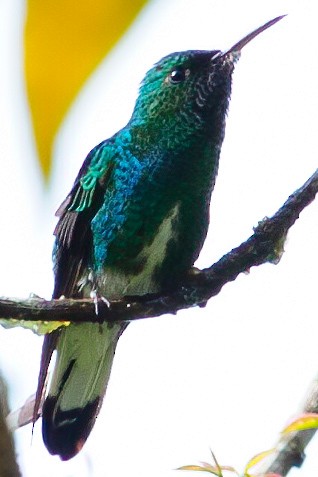 White-tailed Emerald - ML632786487