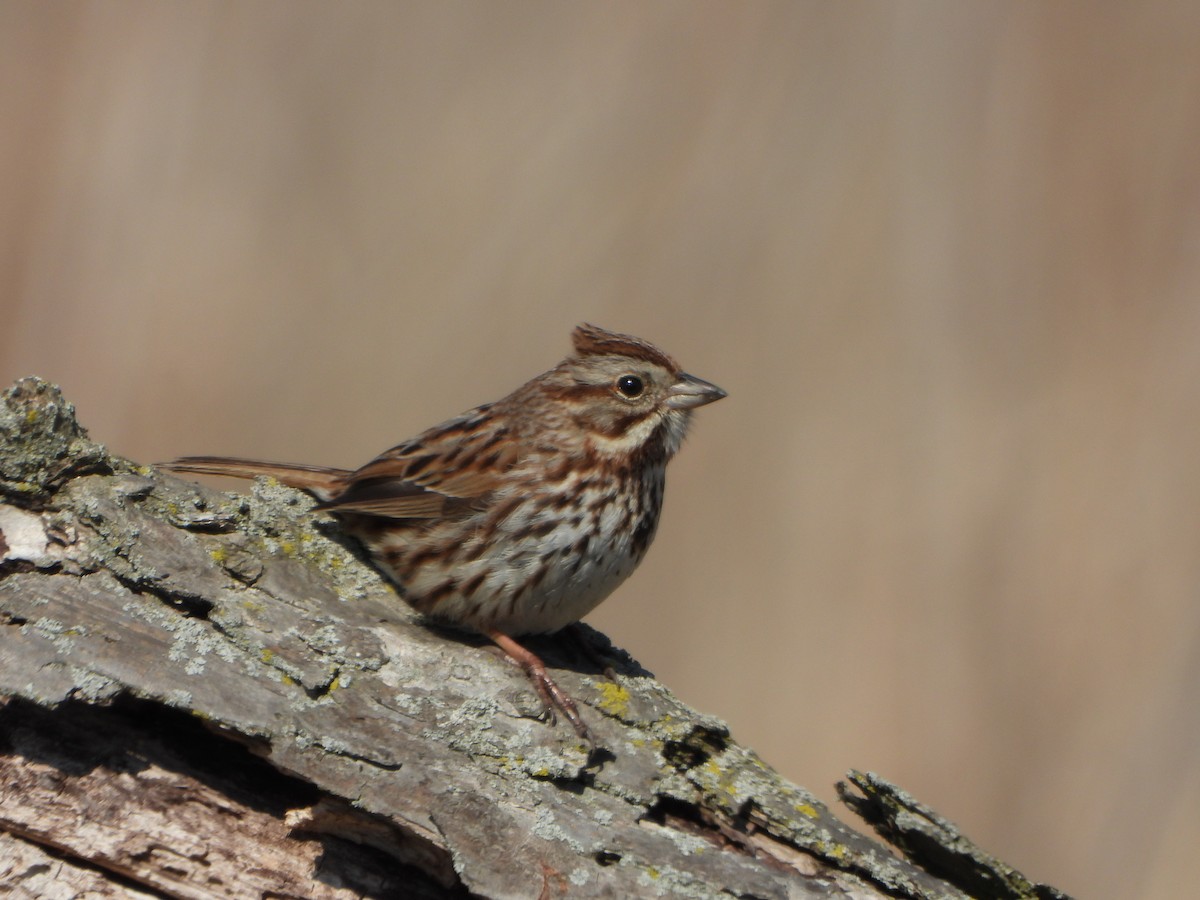Song Sparrow - ML632786495