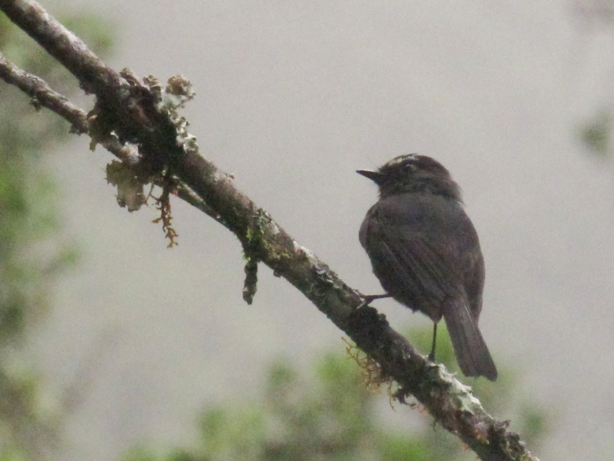 Maroon-belted Chat-Tyrant - ML632786512
