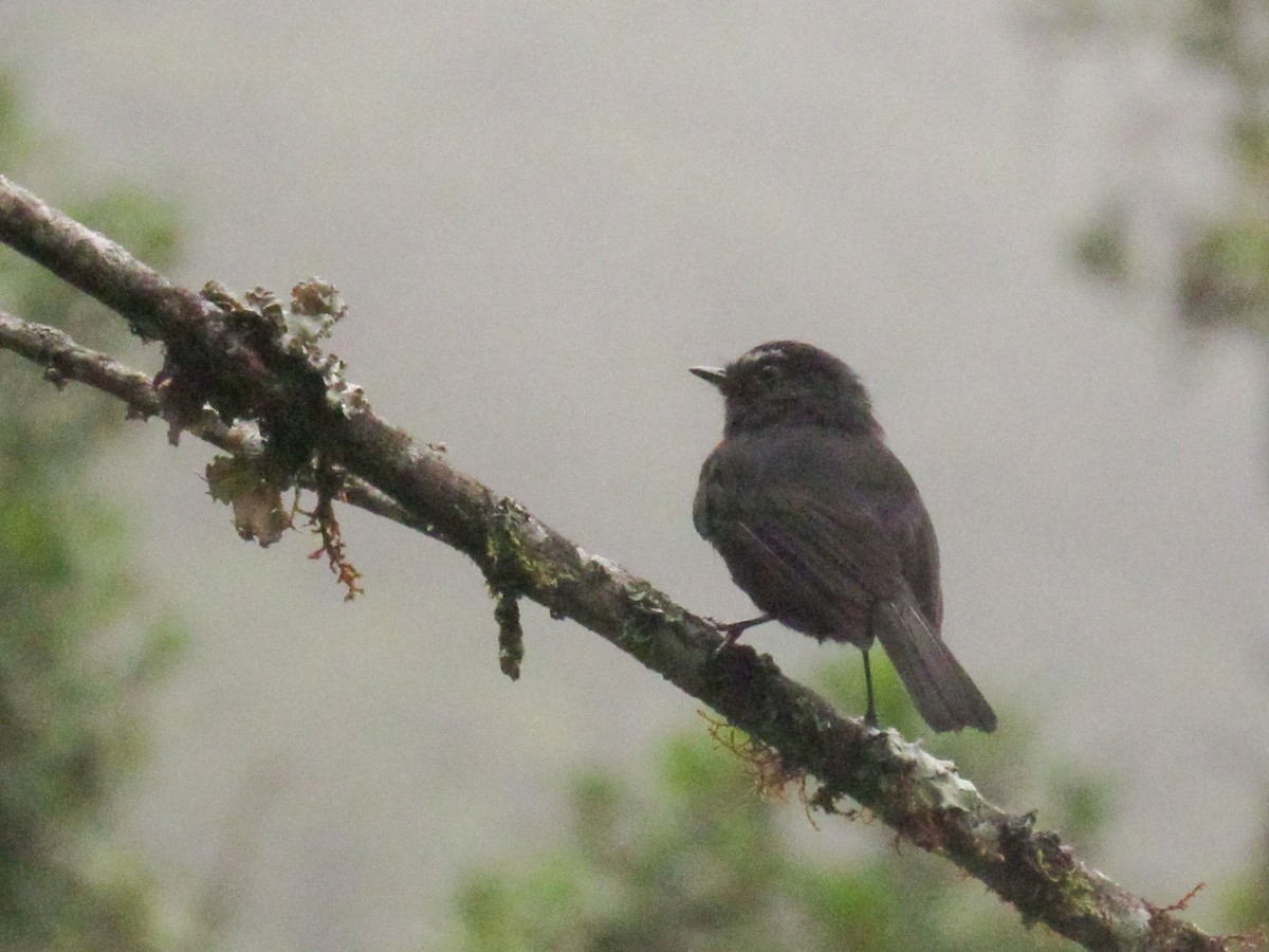 Maroon-belted Chat-Tyrant - ML632786513
