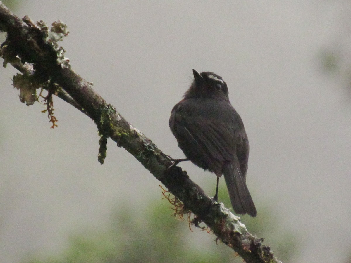 Maroon-belted Chat-Tyrant - ML632786514