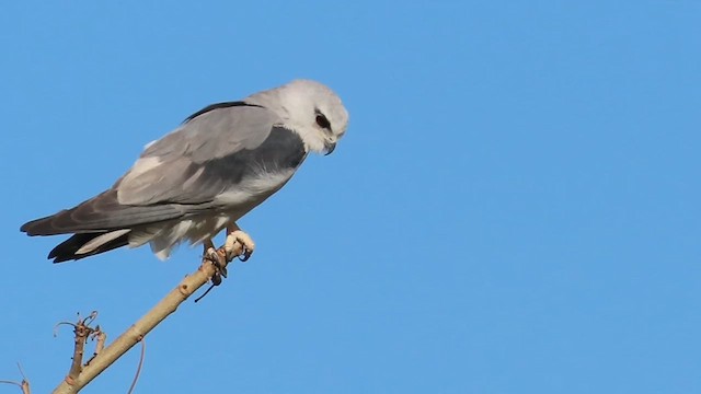 luněc šedý - ML632786760