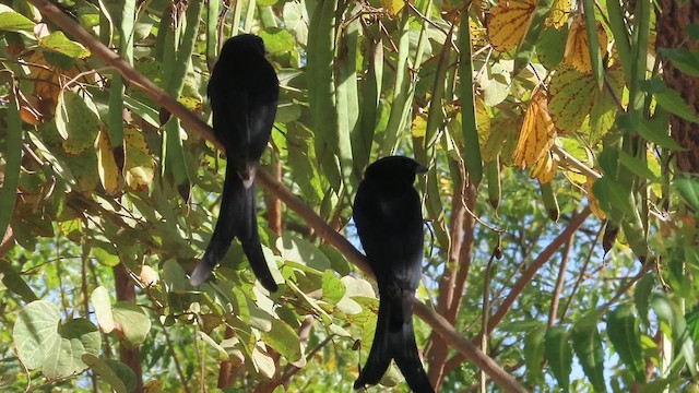 Black Drongo - ML632786804