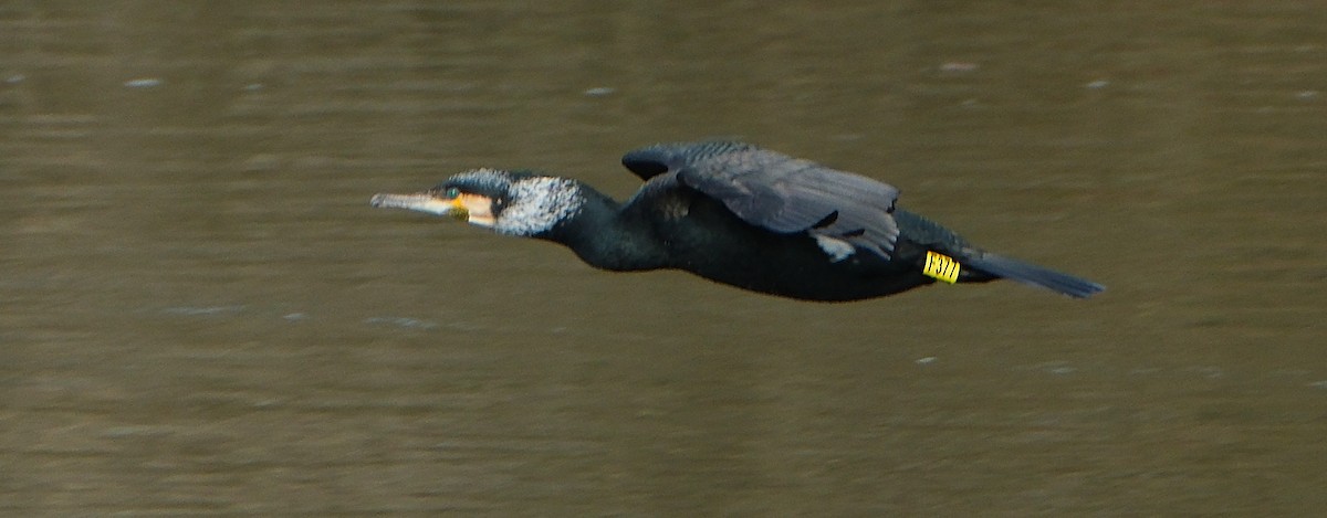Great Cormorant - ML632786920