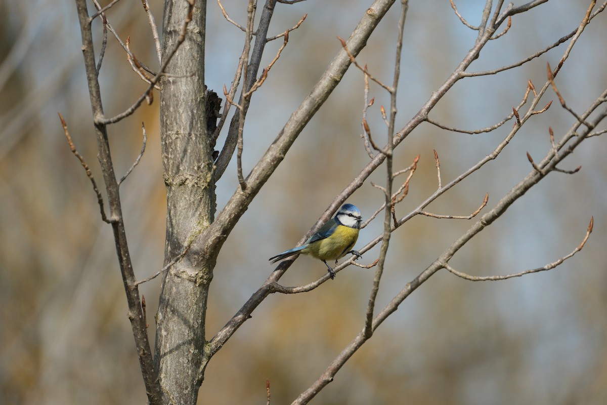 Eurasian Blue Tit - ML632786930